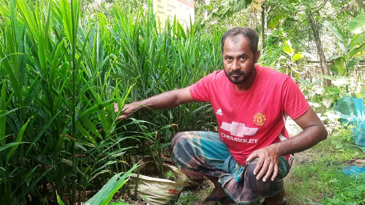 হবিগঞ্জের বাহুবলে পতিত জমিতে বস্তায় আদা চাষ করেছেন কৃষক আব্দুল মজিদ। ছবি- ঢাকা মেইল