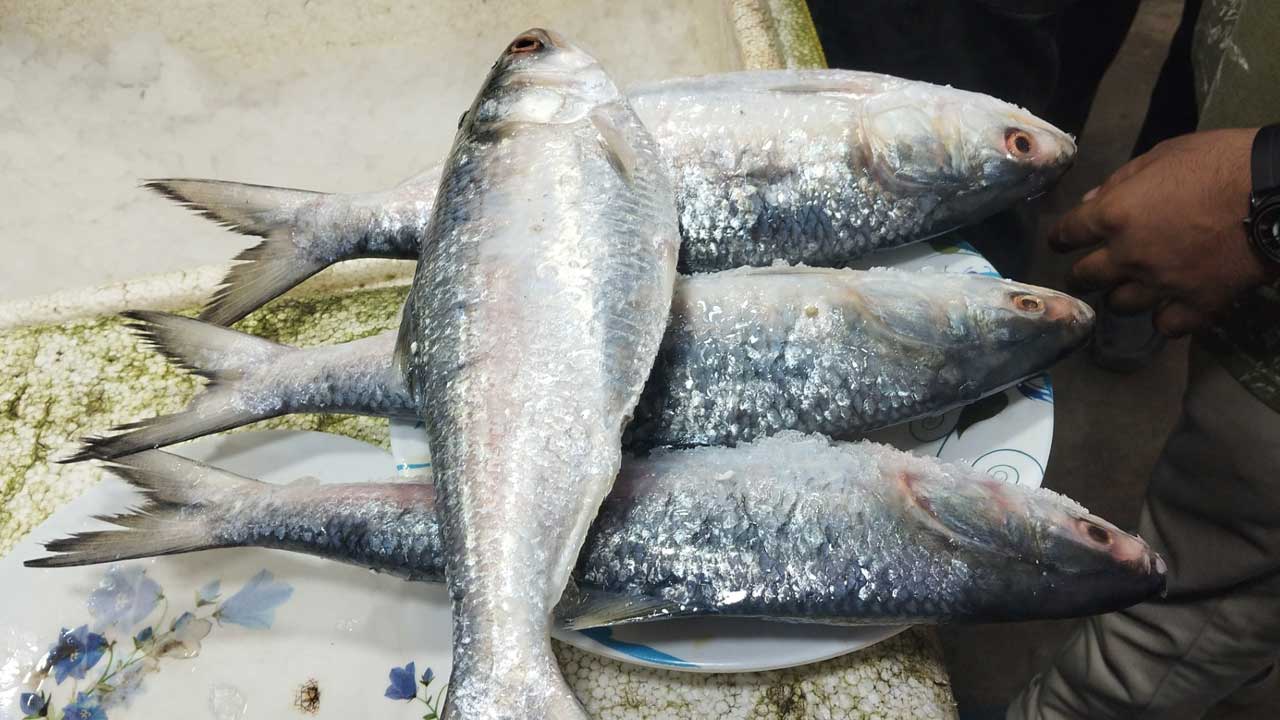উৎপাদন কমে যাওয়ায় ভারত থেকে আমদানি করা হচ্ছে ইলিশ। ছবি: ঢাকা মেইল