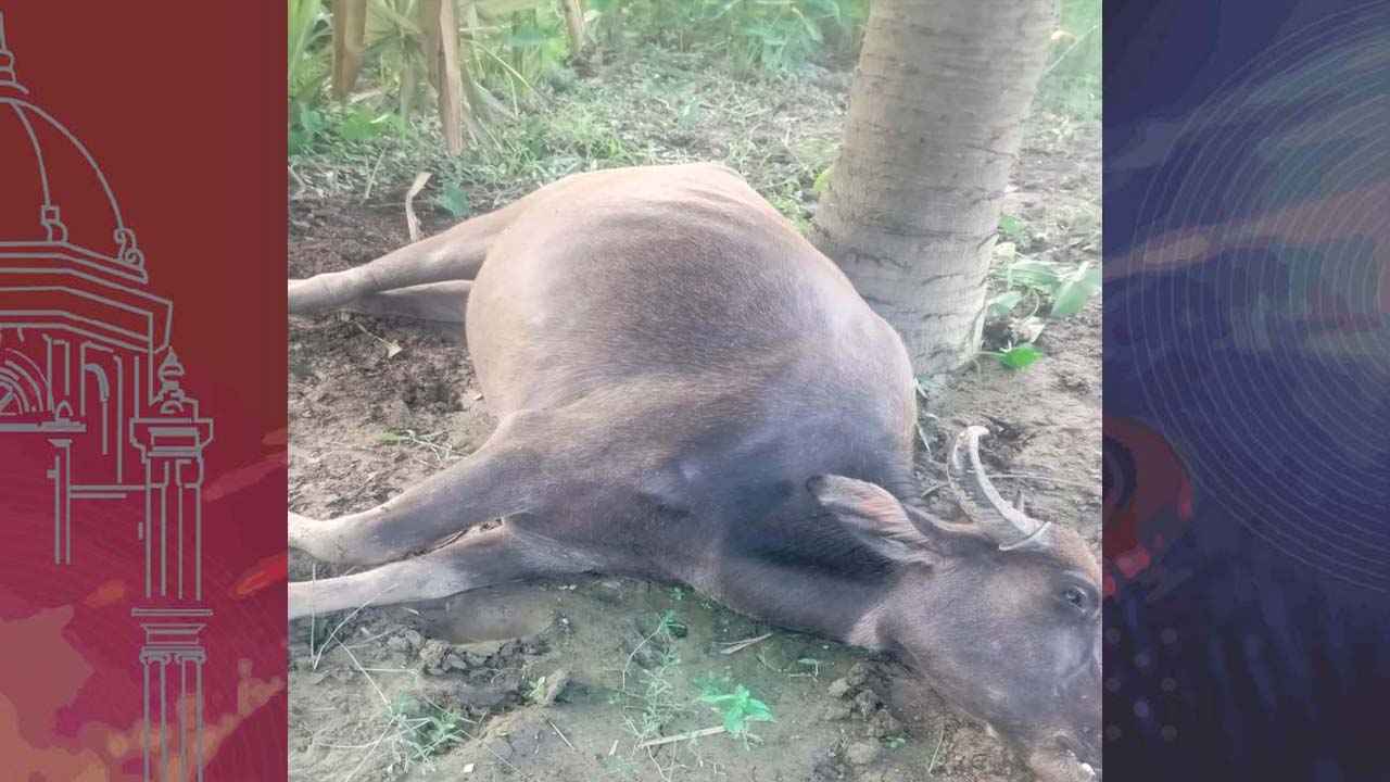 বাউফলে বিষক্রিয়ায় গর্ভবতী মহিষের মৃত্যু, ঘাসে বিষ প্রয়োগের অভিযোগ