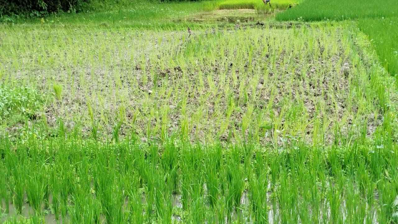 নেত্রকোনায় রোপণ করা ধান ট্রাক্টর চালিয়ে নষ্ট করে জমি দখলের অভিযোগ