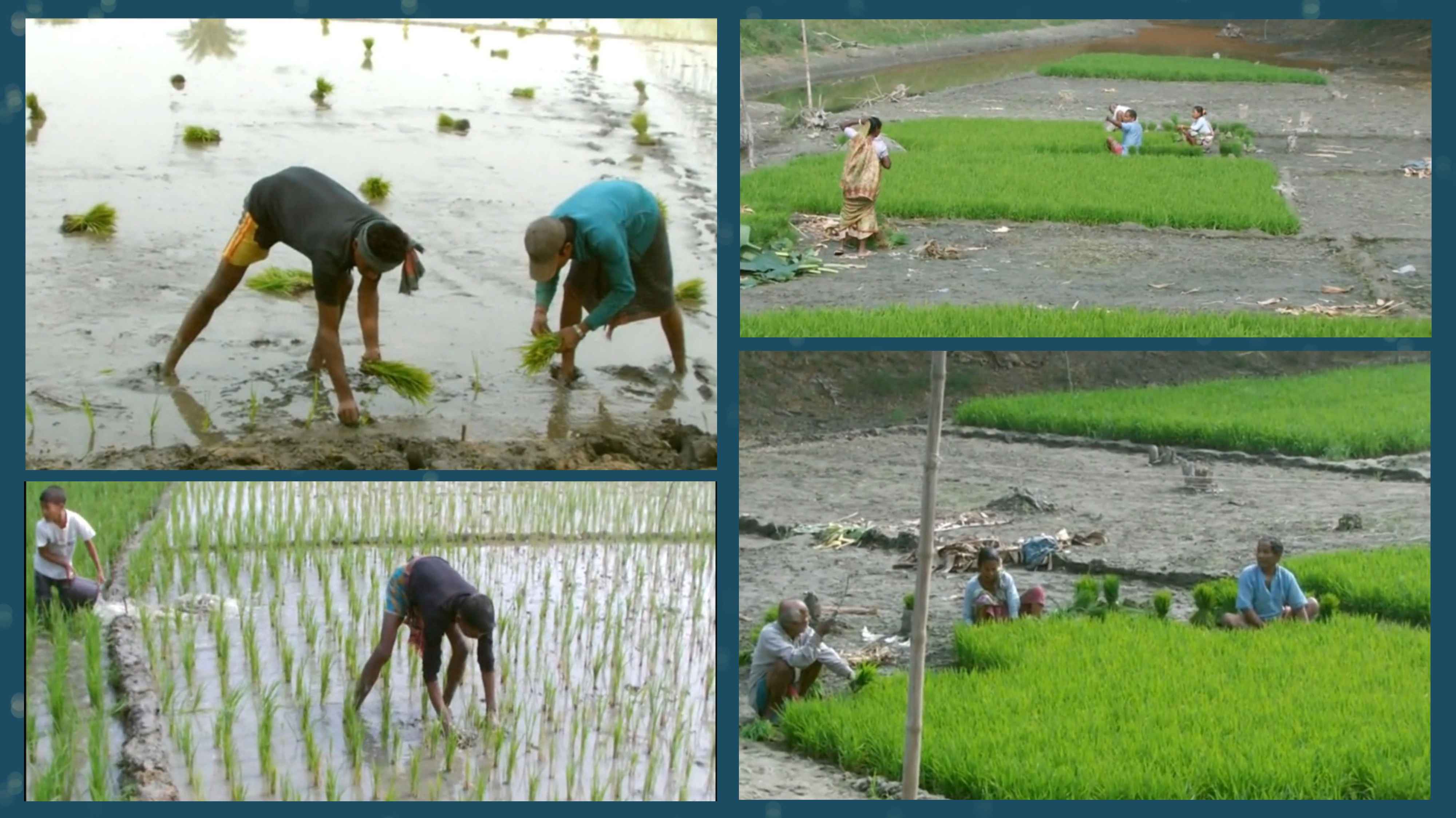 পানির অভাবে ধানের চারা তুলতে গিয়ে বিপাকে চাষিরা
