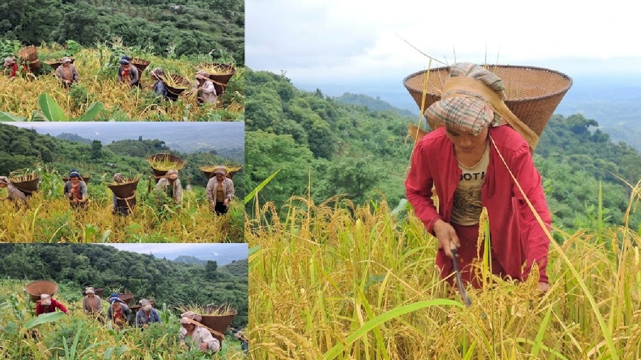 Ripe_rice_fields_in_the_mountains_11