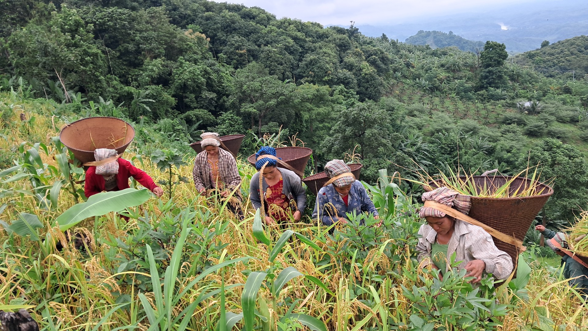 Ripe_rice_fields_in_the_mountains_1