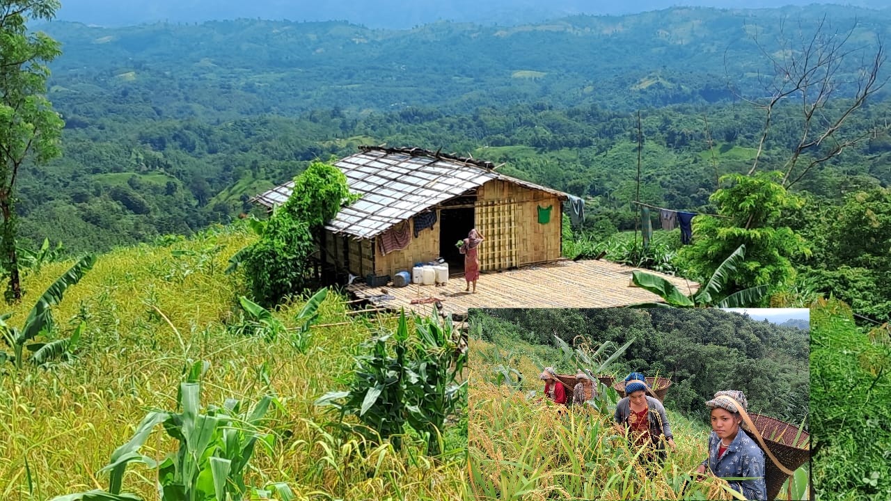 Ripe_rice_fields_in_the_mountains_2