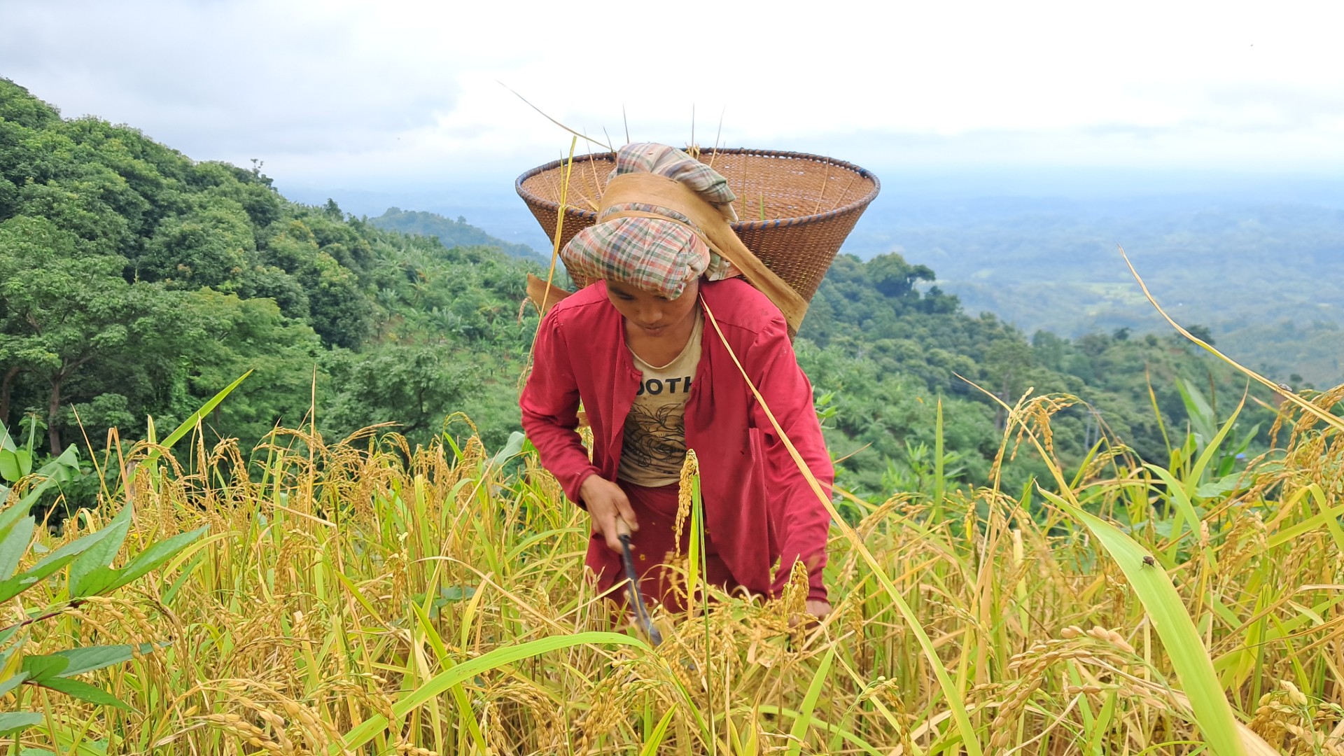 Ripe_rice_fields_in_the_mountains_3