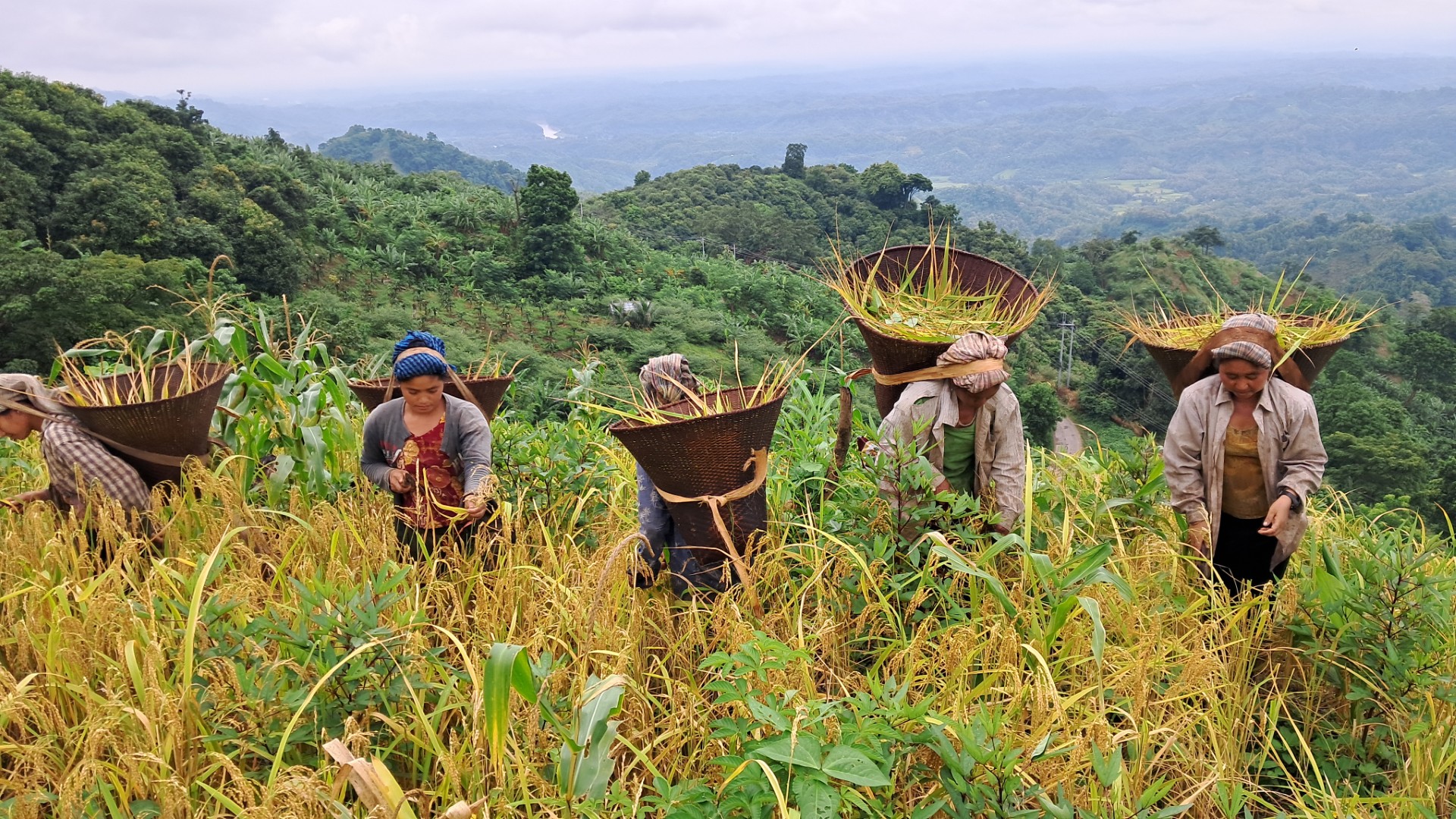 Ripe_rice_fields_in_the_mountains_4