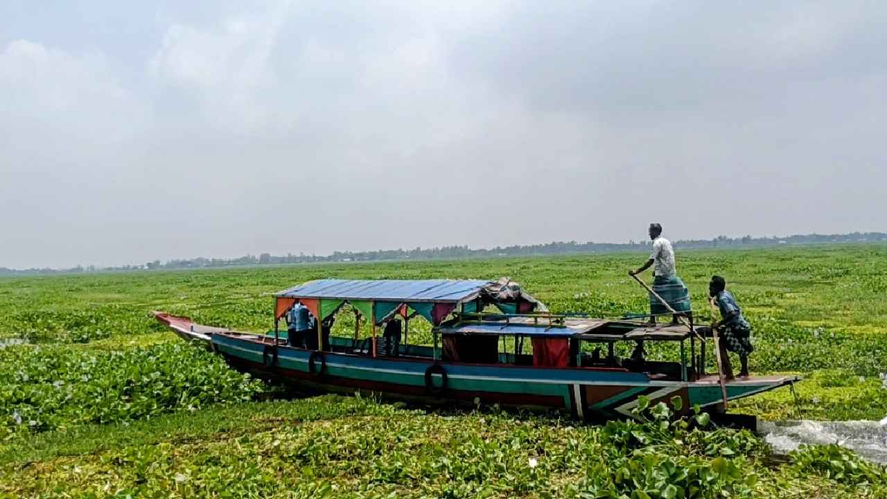 কচুরিপানা গিলে খাচ্ছে চলনবিলের সৌন্দর্য