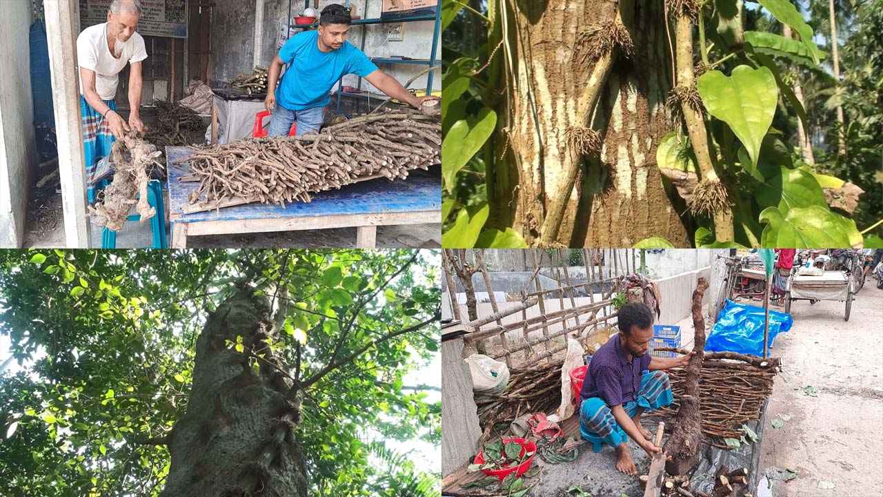 ঐতিহ্যের চুইঝাল এখন বাগেরহাটের অর্থকরী ফসল