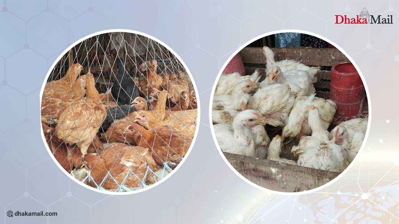 বেড়েছে মুরগির দাম, অপরিবর্তিত ব্রয়লার