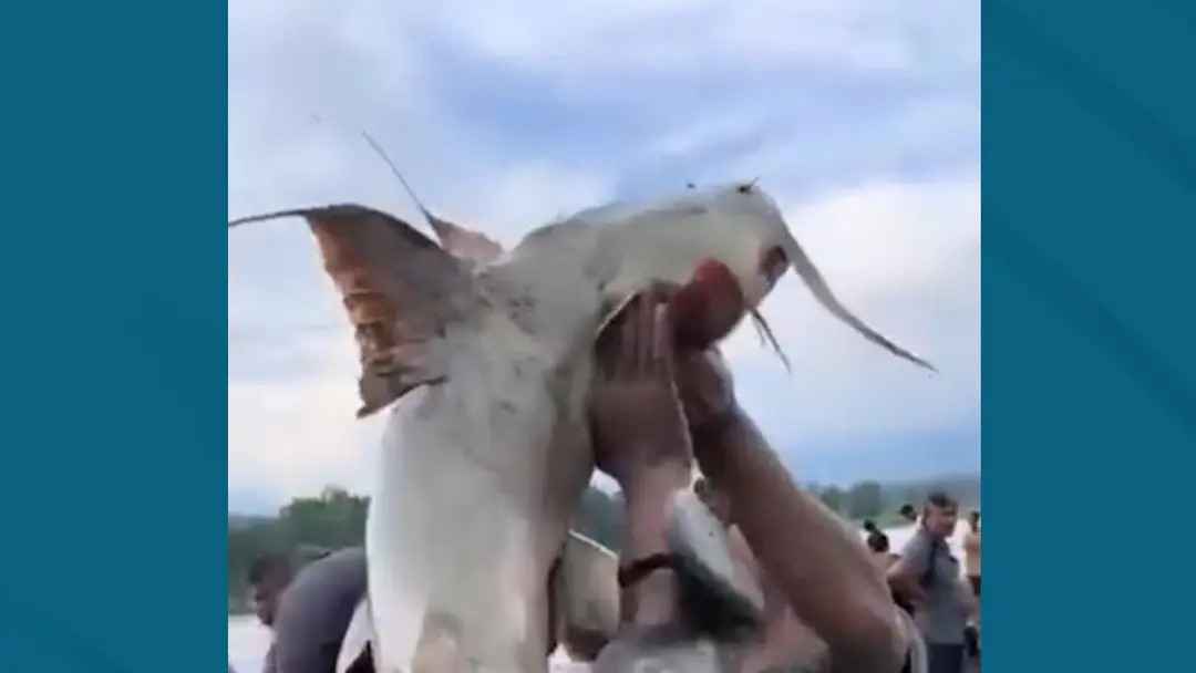 নেপালে ভেসে এসেছে বিশাল বড় মাছ, না খাওয়ার আহ্বান