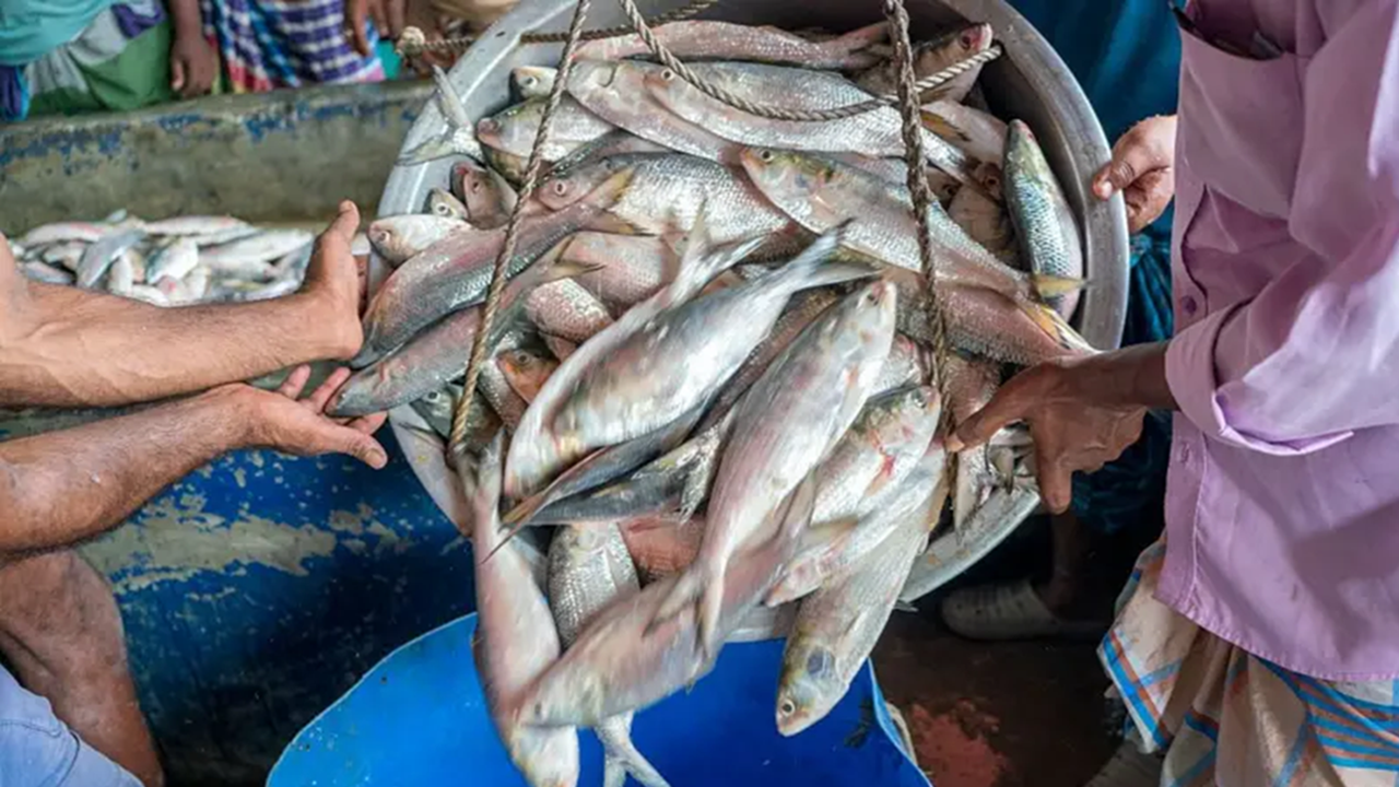 ভারত থেকে বাংলাদেশে কেন আসছে টনে টনে ইলিশ?