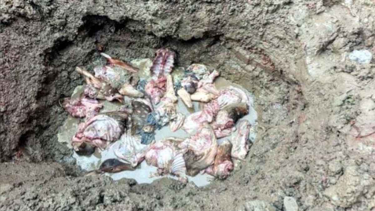 সুন্দরবনে সাড়ে তিন মণ হরিণের মাংস জব্দ