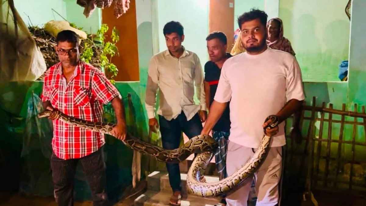 রাতে খাটের নিচে লুকিয়ে ছিল ১৬ ফুটের অজগর