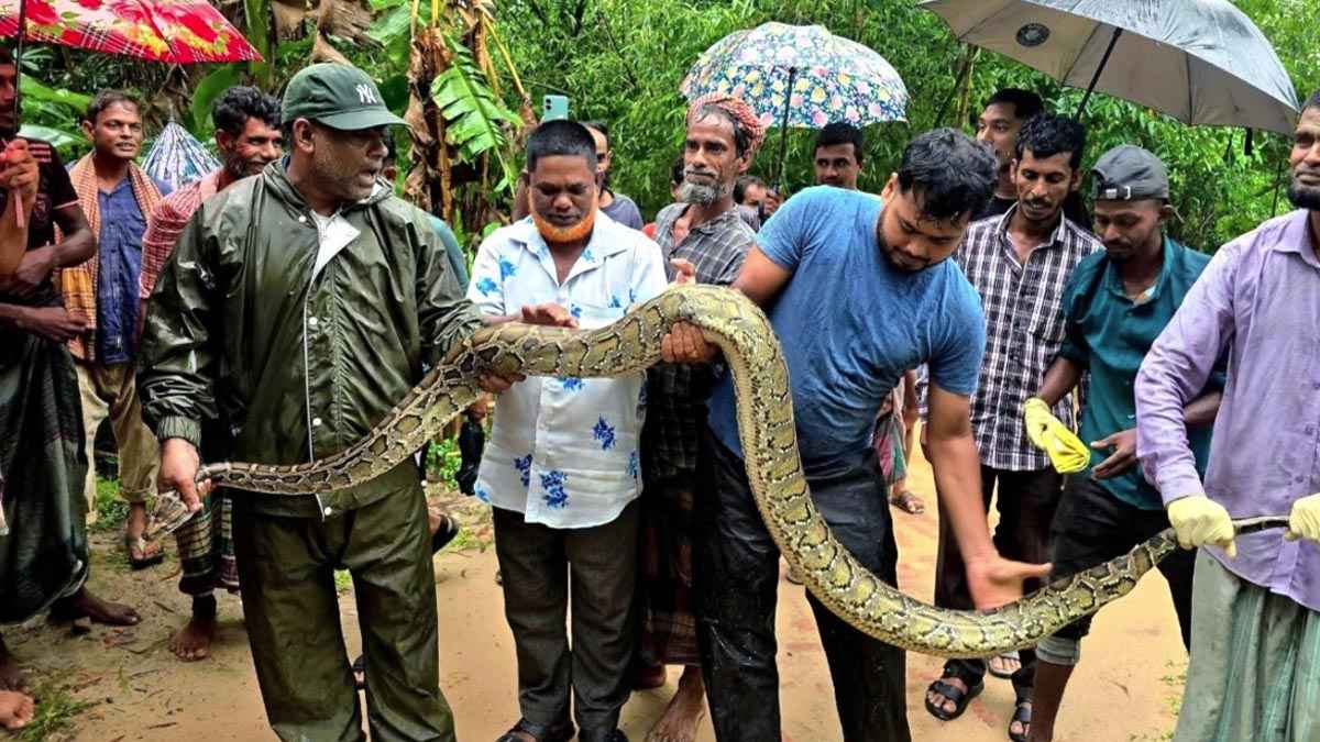 শ্রীমঙ্গলে বসতবাড়ির উঠানে ১৮ ফুটের অজগর