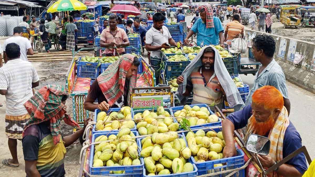 অফ-সিজনেও নওগাঁয় মিলছে পাকা আম: চাষির মুখে হাসি, বদলে যাচ্ছে অর্থনীতি