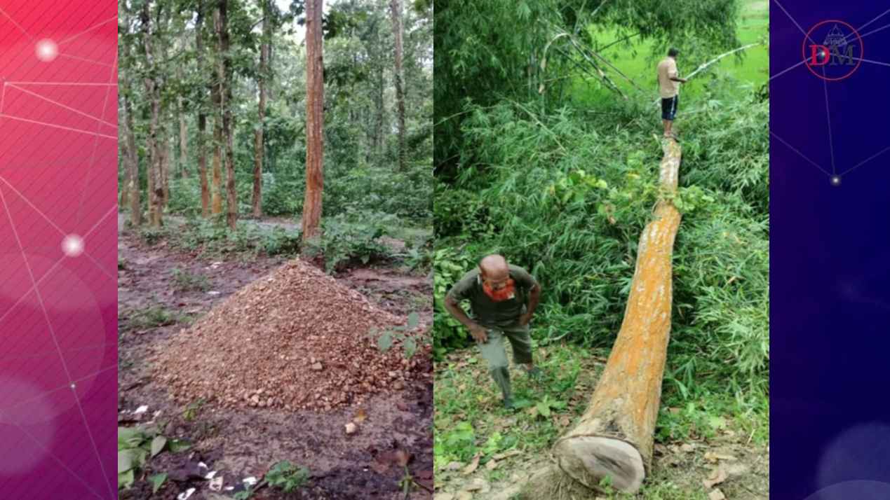 প্রকাশ্যেই চলছে গজারি গাছ নিধন, বন বিভাগের তদারকি নিয়ে প্রশ্ন