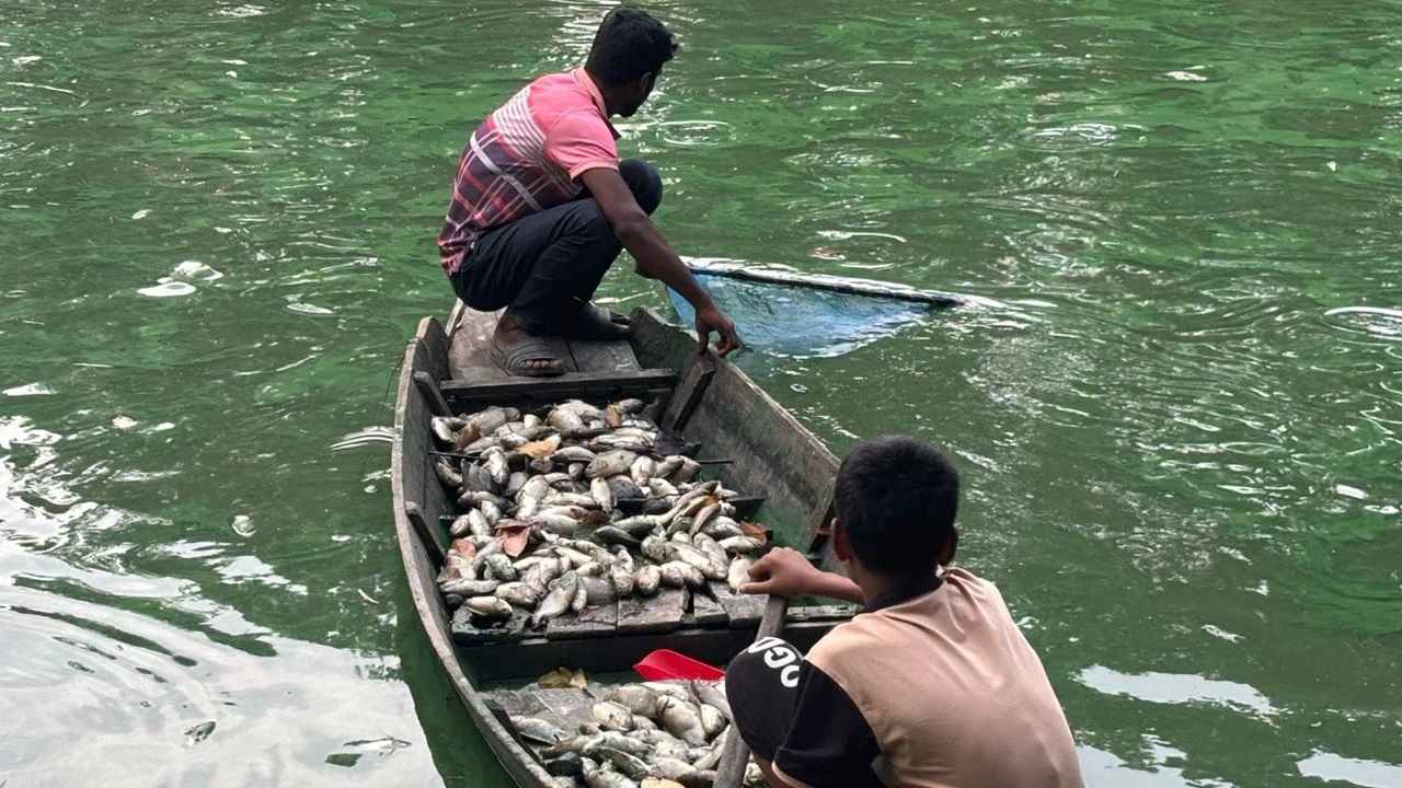 গোপালগঞ্জে পুকুরজুড়ে মরা মাছ, ক্ষতি ১০ লাখ টাকা