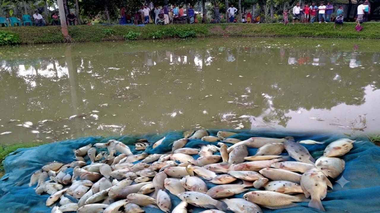 ময়মনসিংহে পুকুরে বিষ প্রয়োগে ৫ লাখ টাকার মাছ নিধনের অভিযোগ