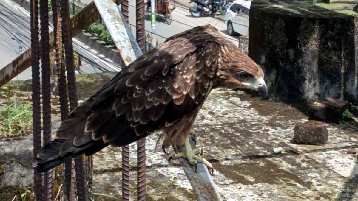 রংপুরে অসুস্থ ঈগল পাখিকে সুস্থ করলো নগরবাসী