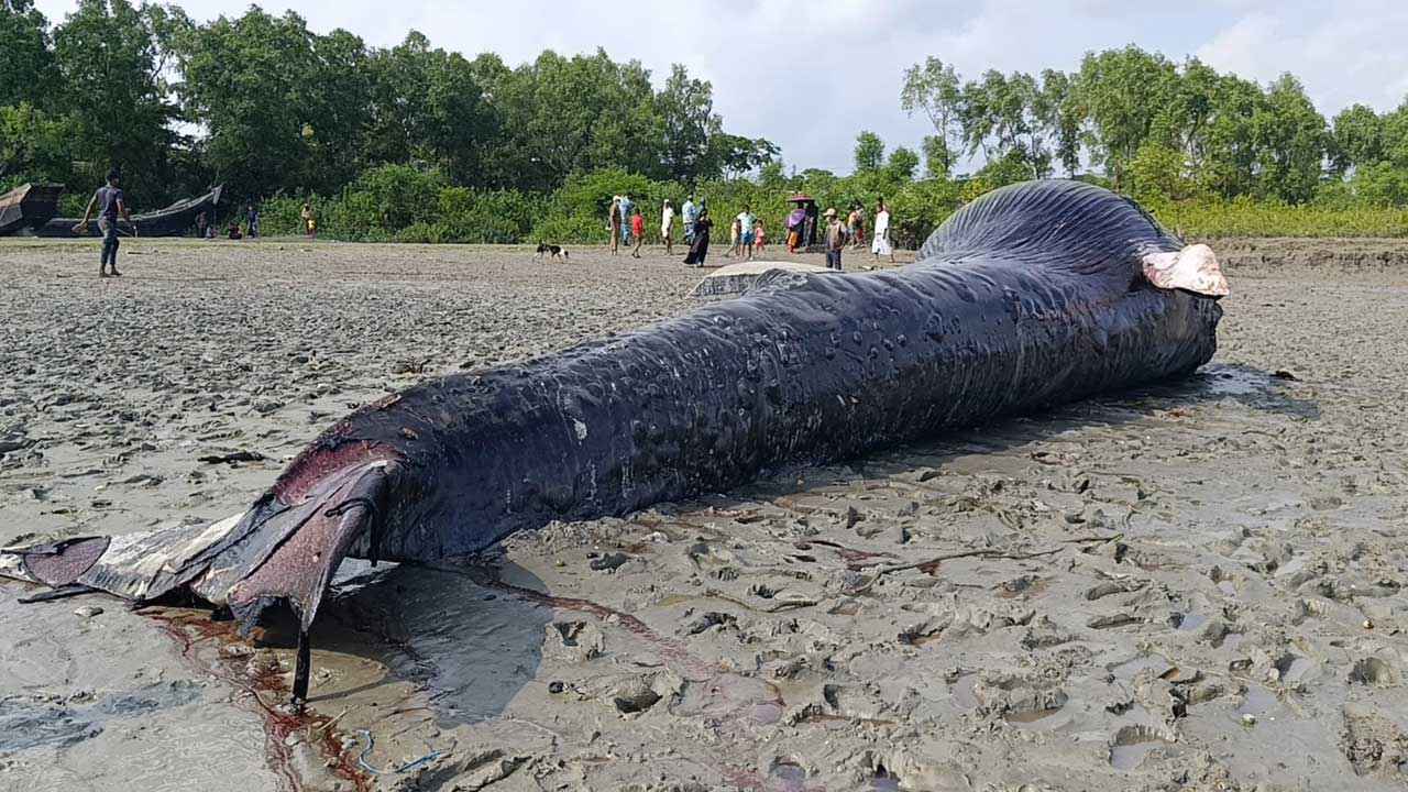 বরগুনায় নদীতে ভেসে এলো ৩০ ফুট লম্বা মৃত তিমি